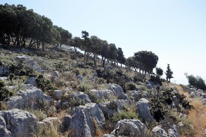 Image No.13-Terre de 4 chambres à vendre à Dendrinata