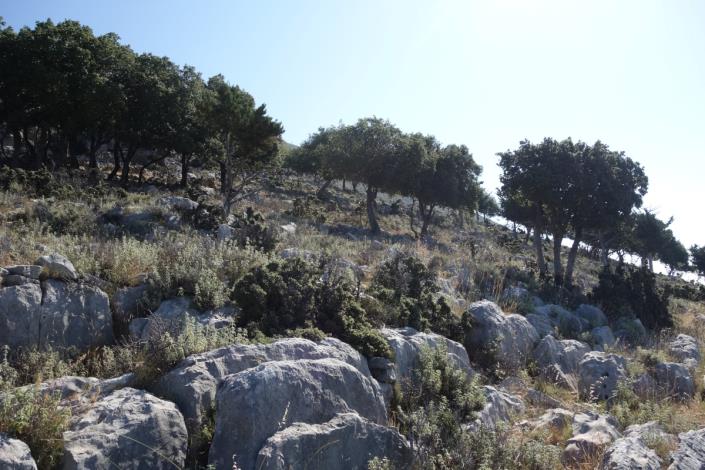 Image No.14-Terre de 4 chambres à vendre à Dendrinata