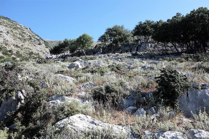 Image No.19-Terre de 4 chambres à vendre à Dendrinata