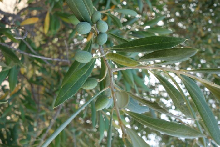 Image No.30-Plot for sale