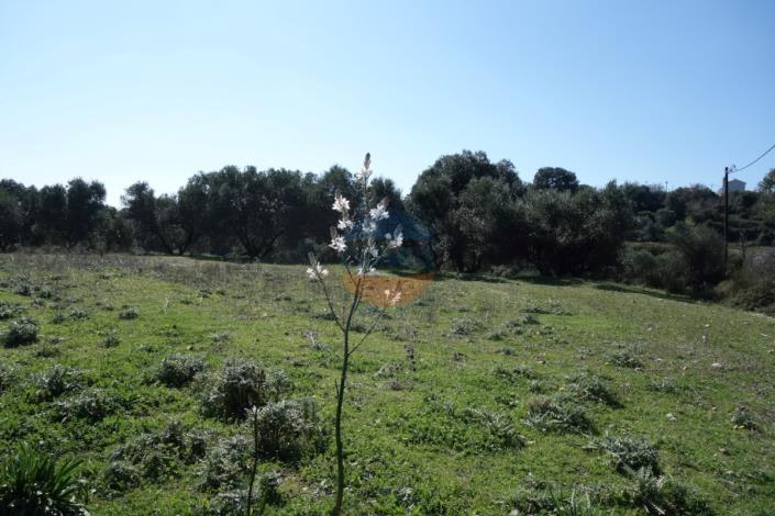 Image No.9-Terre à vendre à Klismata
