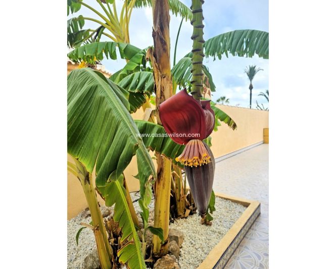 Image No.24-4 Bed Villa for sale