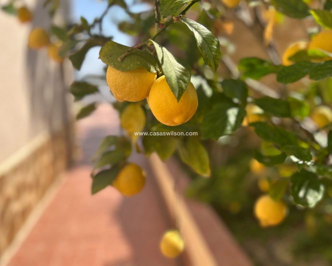 Image No.27-Villa de 3 chambres à vendre à Algorfa