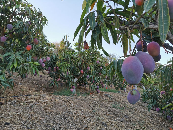 Image No.39-3 Bed Apartment for sale