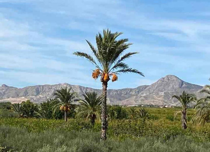 Image No.10-Villa de 5 chambres à vendre à Alicante