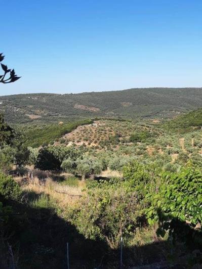 Image No.9-Maison de 2 chambres à vendre à Gytheio