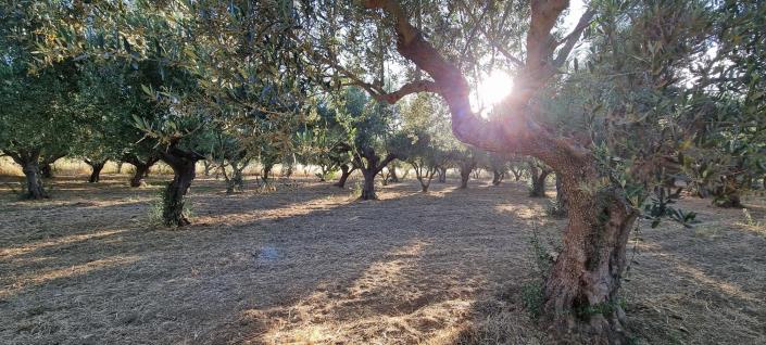 Image No.2-Terre à vendre à Gytheio