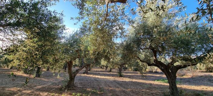 Image No.4-Terre à vendre à Gytheio