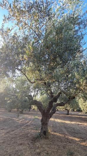 Image No.3-Terre à vendre à Gytheio