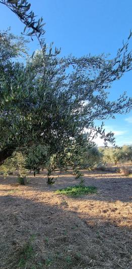 Image No.5-Terre à vendre à Gytheio