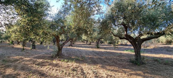 Image No.6-Terre à vendre à Gytheio