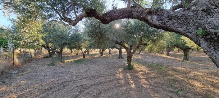 Image No.7-Terre à vendre à Gytheio