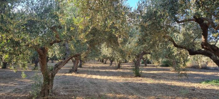 Image No.8-Terre à vendre à Gytheio