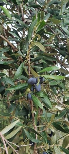 Image No.8-Ferme de 1 chambre à vendre à Gytheio