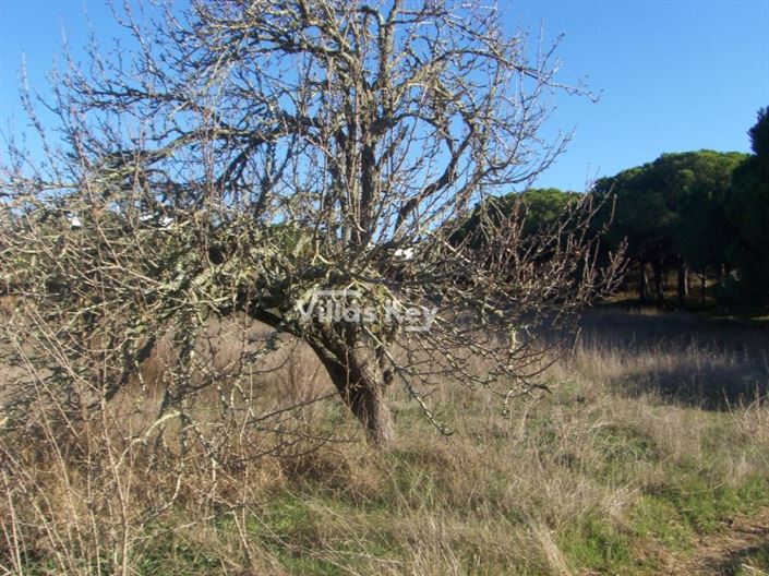 Image No.4-Terrain à vendre à Faro City