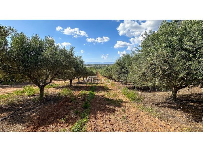 Image No.24-Ferme de 4 chambres à vendre à Lagoa