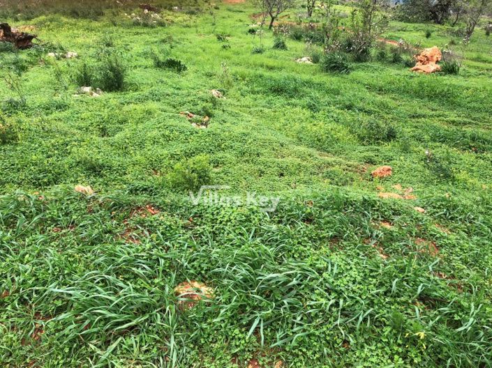 Image No.4-Plot for sale