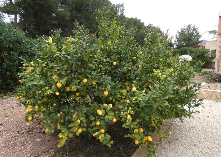 Image No.57-3 Bed Country House for sale