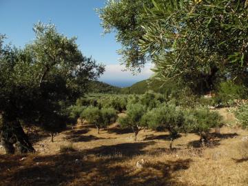 Terre à vendre à Zante