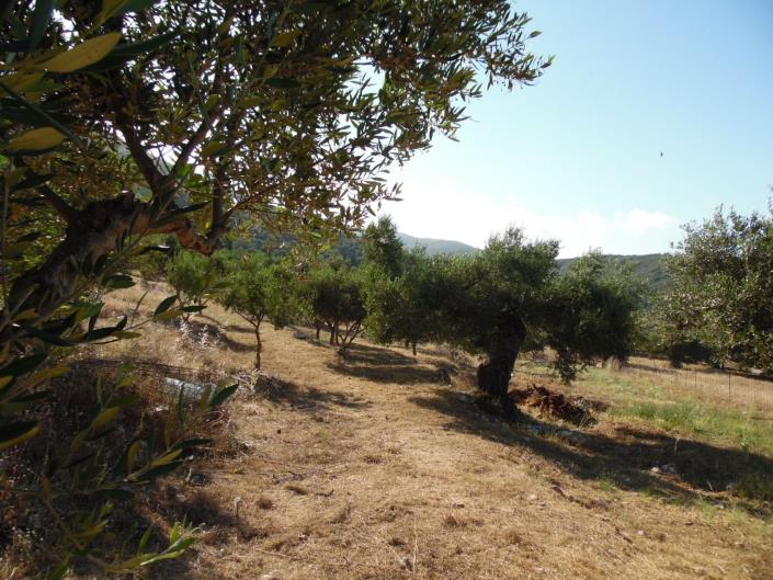 Image No.2-Terre à vendre à Zante