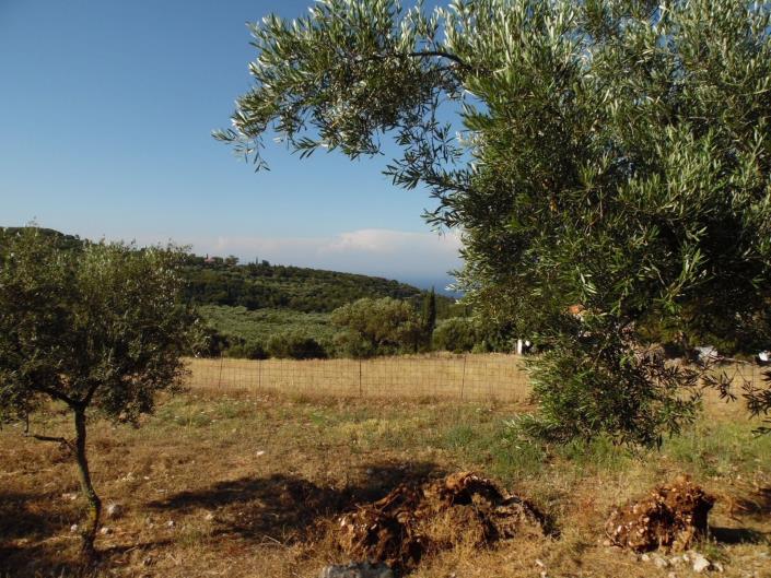 Image No.3-Terre à vendre à Zante