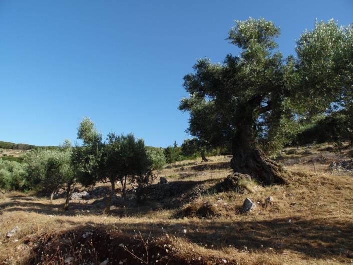 Image No.5-Terre à vendre à Zante