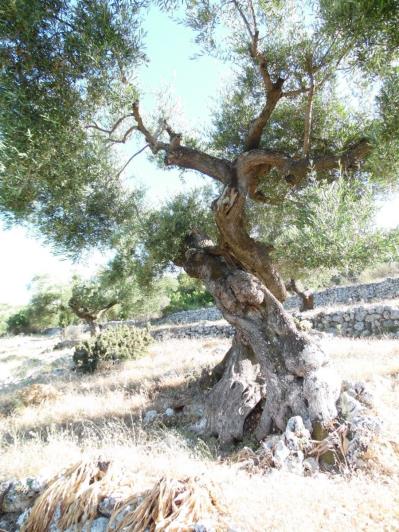 Image No.6-Terre à vendre à Zante