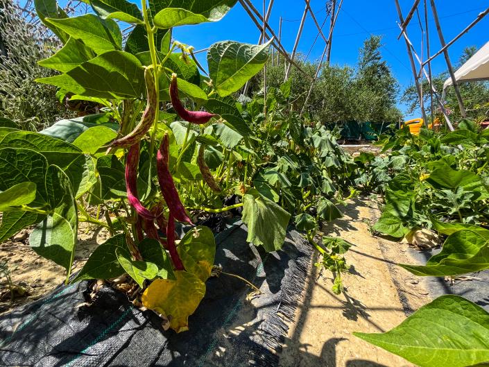 Image No.22-3 Bed House for sale