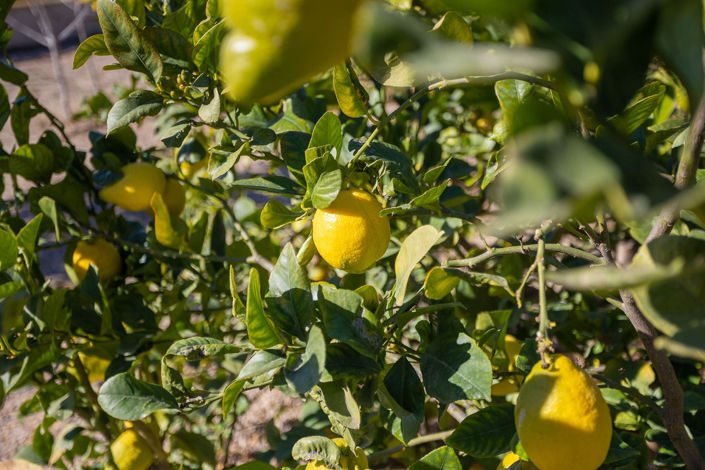 Image No.3-Propriété de 4 chambres à vendre à Espagne