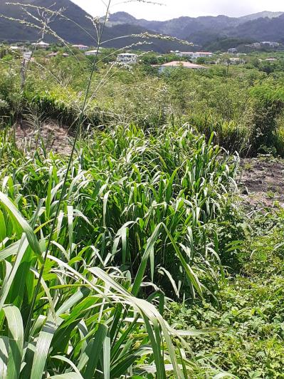 Image No.3-Land for sale