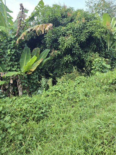 Image No.3-Land for sale