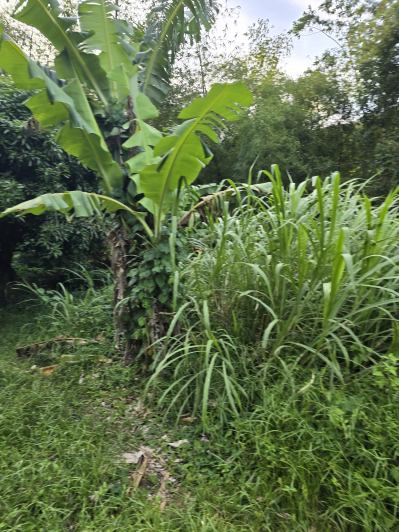 Image No.6-Land for sale