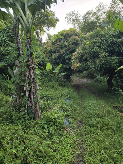 Image No.5-Land for sale