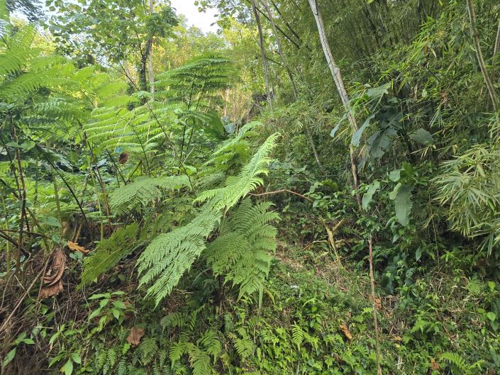 Image No.8-Land for sale