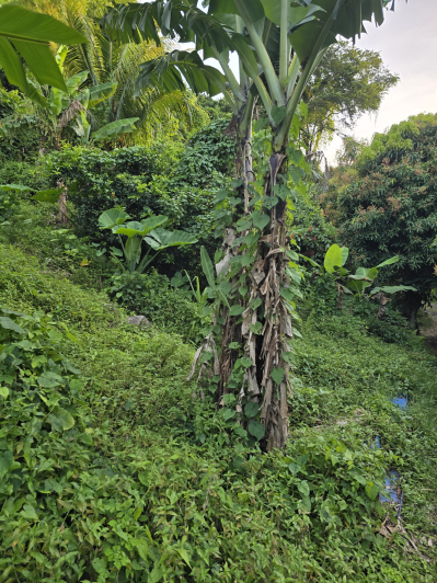 Image No.9-Land for sale