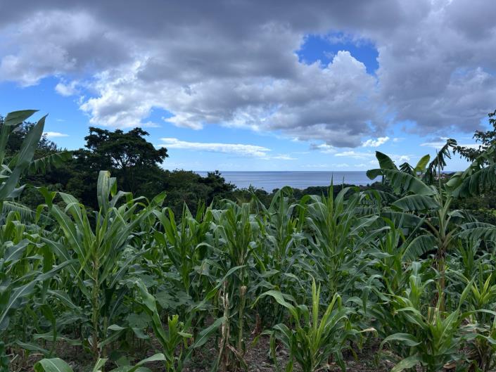 Image No.2-Land for sale