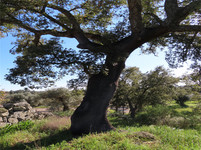 Image No.25-Propriété à vendre à Castelo Branco