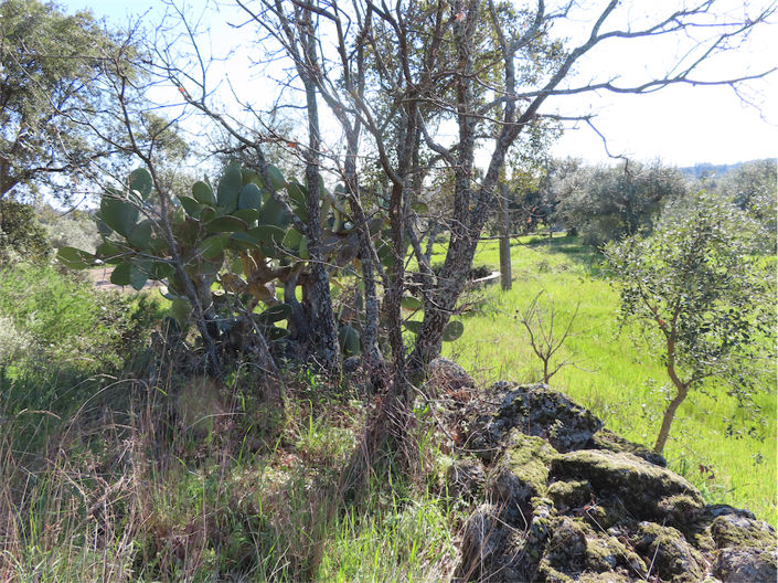 Image No.26-Propriété à vendre à Castelo Branco