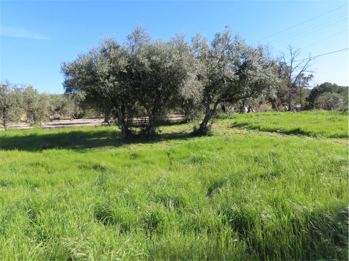 Image No.29-Propriété à vendre à Castelo Branco