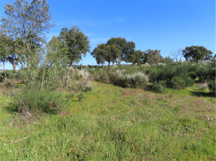 Image No.31-Propriété à vendre à Castelo Branco