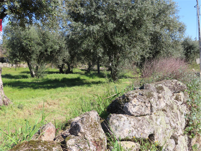 Image No.8-Propriété à vendre à Castelo Branco