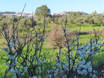 1 - Castelo Branco, Property