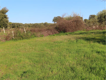 1 - Castelo Branco, Property