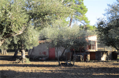 1 - Castelo Branco, Property