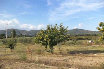 1 - Castelo Branco, Property
