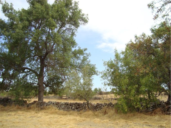 Image No.11-Propriété à vendre à Castelo Branco