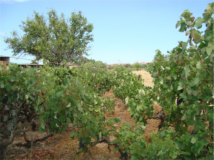 Image No.14-Propriété à vendre à Castelo Branco