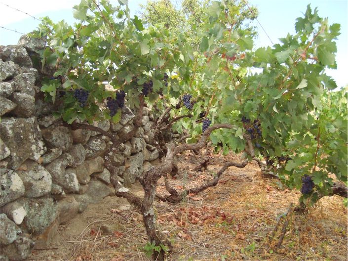 Image No.15-Propriété à vendre à Castelo Branco