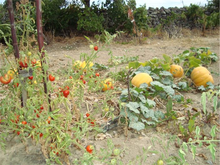 Image No.5-Propriété à vendre à Castelo Branco