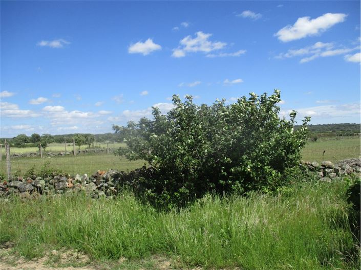 Image No.13-Propriété à vendre à Castelo Branco